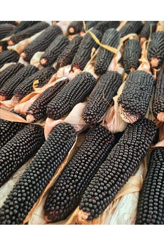 Siyah Mısır 20 Tohum