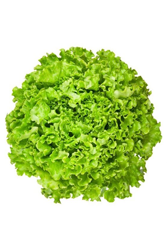 Kıvırcık Marul Tohumu 10 G