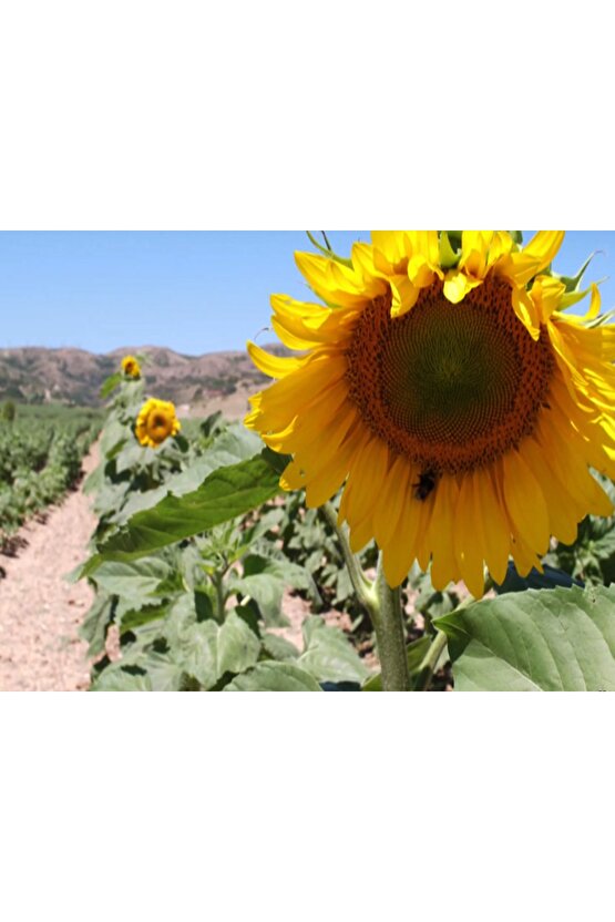 30 Adet Çerezlik Ayçiçeği Tohumu