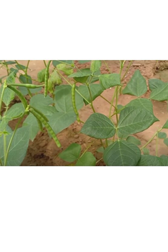 Maş Fasulye Tohumu (75 Adet)