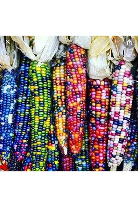 20 Adet Renkli Mısır Tohumu