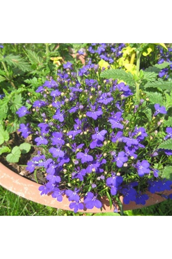 Mavi Linum Keten Çiçeği 25 Tohum