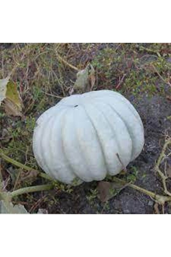 Kestane Kabağı Tohumu 5 Adet