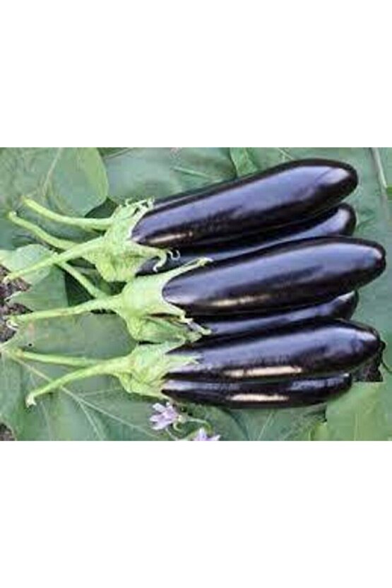 10 Adet Tohum Kemer Palıcan Tphumu Orjinal Yerli Tohum Kemer Patlıcanı Tohumu Sürpriz Hediye Tohumlu