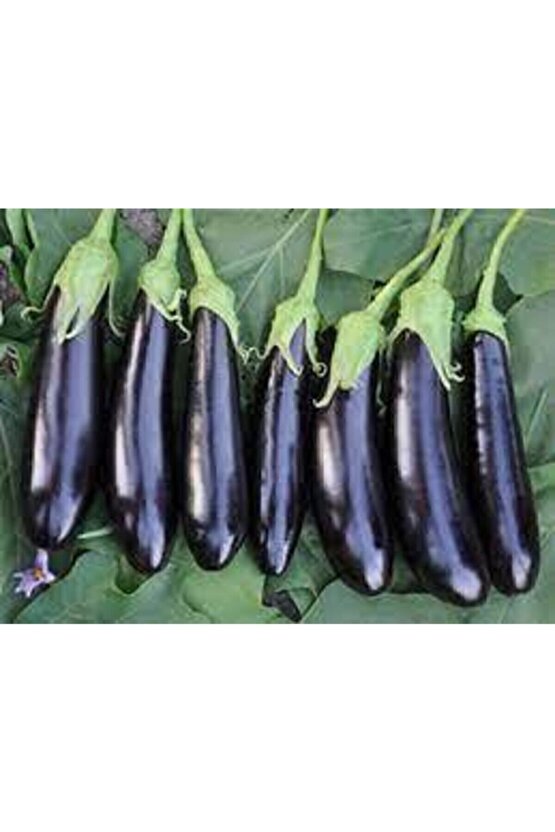 10 Adet Tohum Kemer Palıcan Tphumu Orjinal Yerli Tohum Kemer Patlıcanı Tohumu Sürpriz Hediye Tohumlu