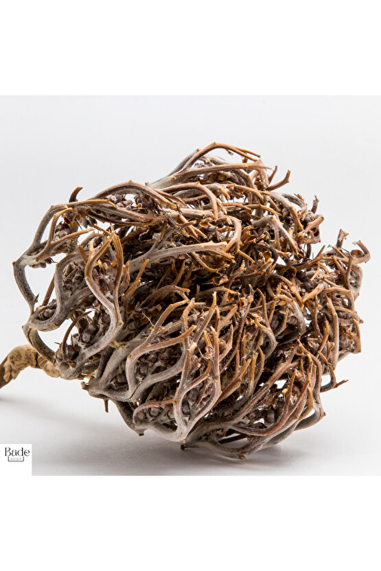 1 Adet Meryem (MERYAM) Ana Eli Otu - Fatma Ana Eli Otu (ANASTATİCA HİEROCHUNTİCA) Kolay Doğum Için