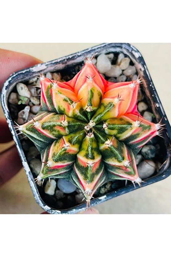 100 Adet  Karışık Kaktüs Tohumu (Gymnocalycium Gymno ve Astrophytum Astro )