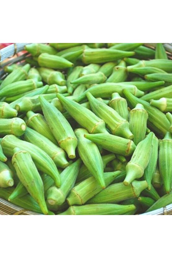 200 Adet Çiçek Bamya Tohumu - 15 gr Açık Ata sürdürülebilir  doğal tohum