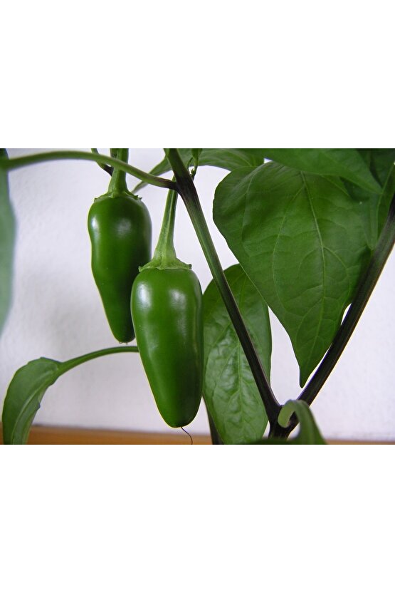 Biber Tohumu (jalapeno)