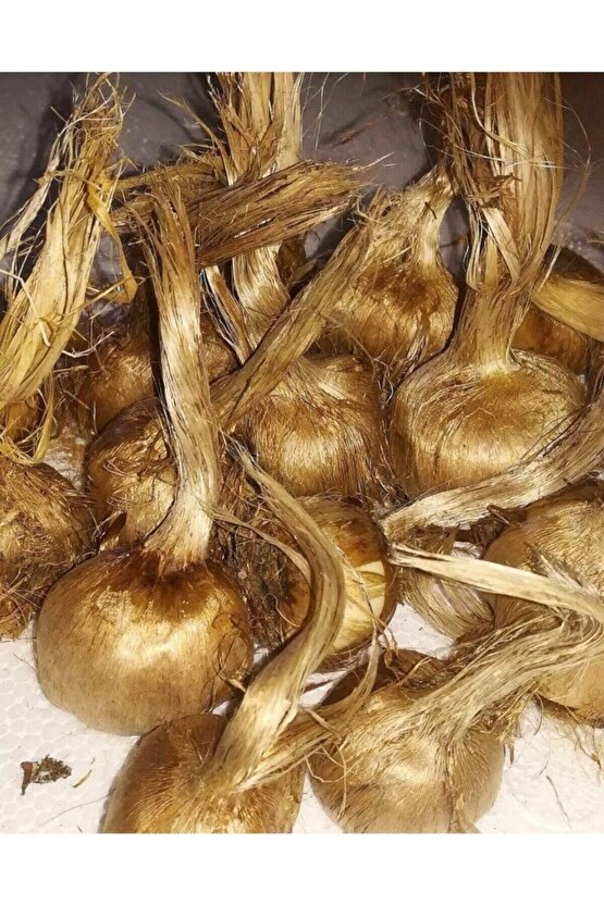 Iran Safran Soğanı 5 Adet