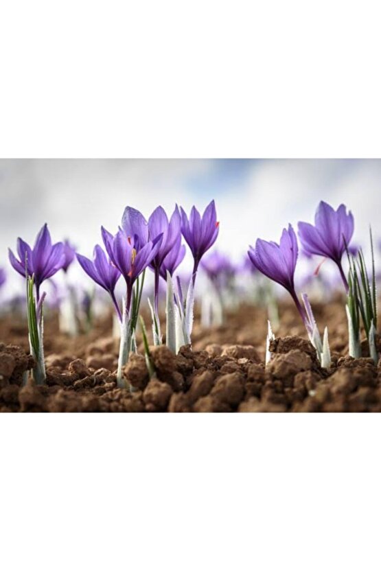 Iran Safran Çiçeği Soğanı 10 Adet Orjinal Mis Kokulu Soğan Ev Bahçe Için Ideal