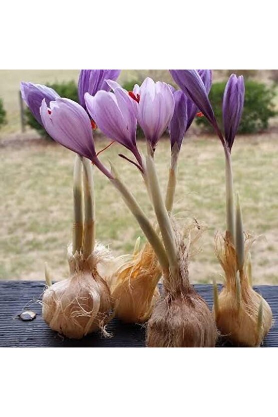 Iran Safran Çiçeği Soğanı 10 Adet Orjinal Mis Kokulu Soğan Ev Bahçe Için Ideal