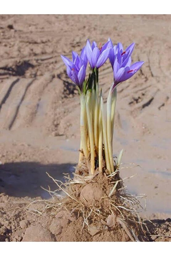 Iran Safran Çiçeği Soğanı 10 Adet Orjinal Mis Kokulu Soğan Ev Bahçe Için Ideal