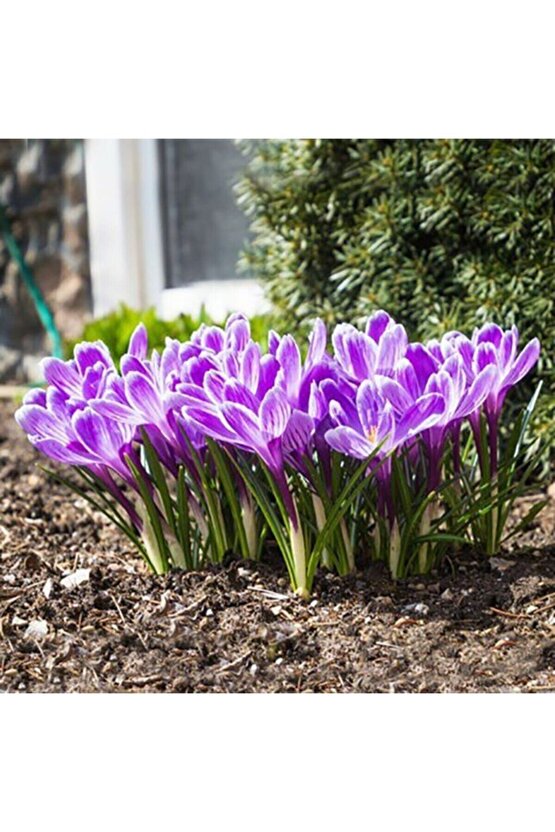 Safran Çiçeği Soğanı 10 Adet Orjinal Mis Kokulu Soğan Ev Bahçe Için Ideal