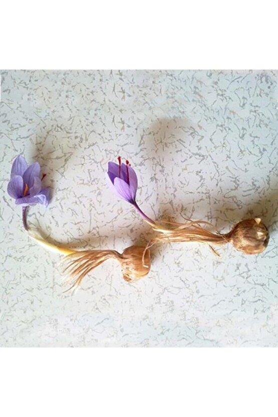 Safran Çiçeği Soğanı 10 Adet Orjinal Mis Kokulu Soğan Ev Bahçe Için Ideal