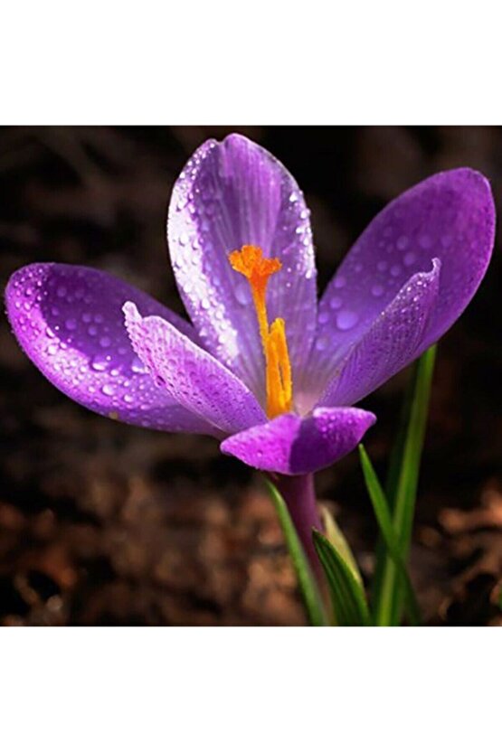Safran Çiçeği Soğanı 10 Adet Orjinal Mis Kokulu Soğan Ev Bahçe Için Ideal