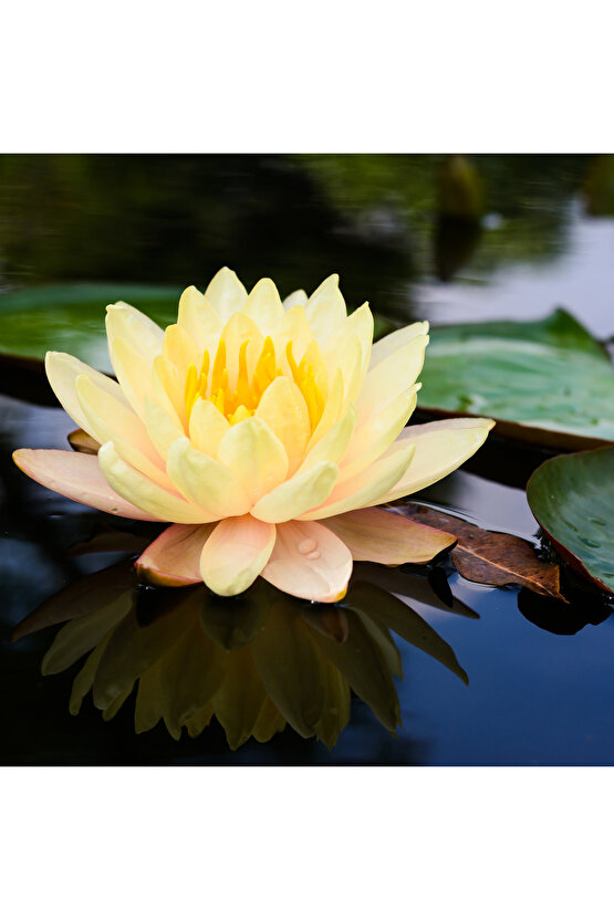 1 Adet Karışık Renklerde Lotus (Nilüfer) Çiçeği Tohumu