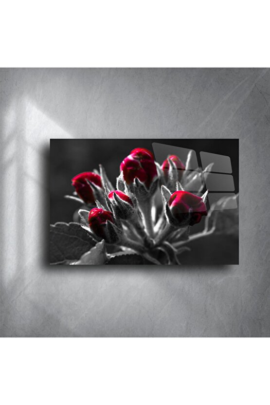 Siyah Beyaz Zemin Üzerine Kırmızı Gonca Çiçek Cam Tablo