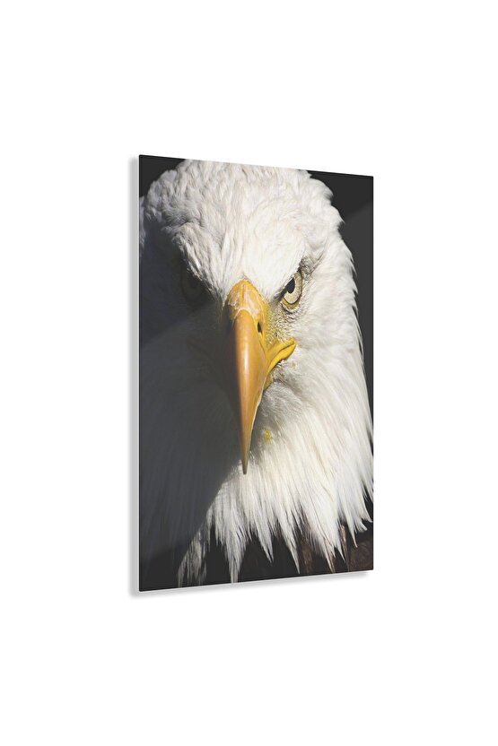 Beyaz Renkli Kartal Kafası Cam Tablo Duvar Dekoru