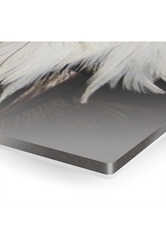 Beyaz Renkli Kartal Kafası Cam Tablo Duvar Dekoru