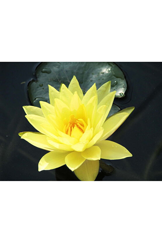 3 Adet Sarı Renkli Lotus (Nilüfer) Çiçeği Tohumu