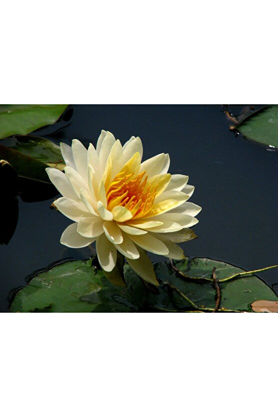 3 Adet Sarı Renkli Lotus (Nilüfer) Çiçeği Tohumu