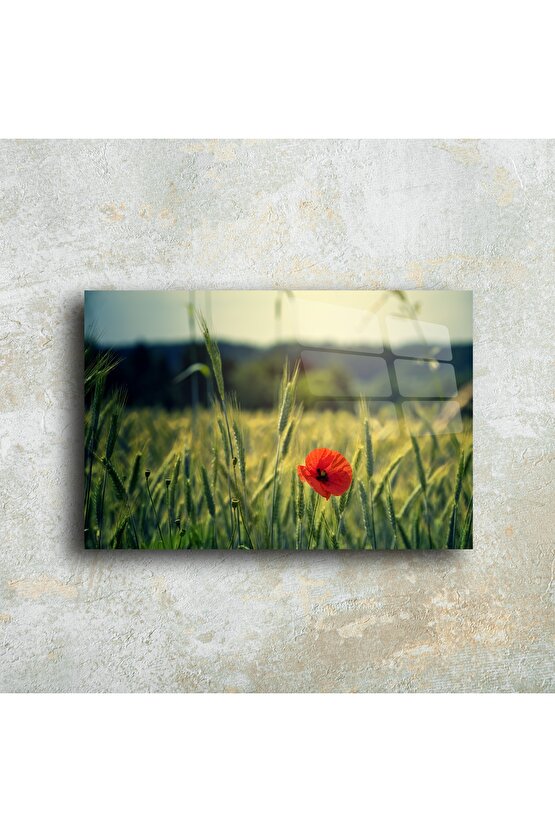 Doğada Tek Gelincik Temalı Lüks Cam Tablo
