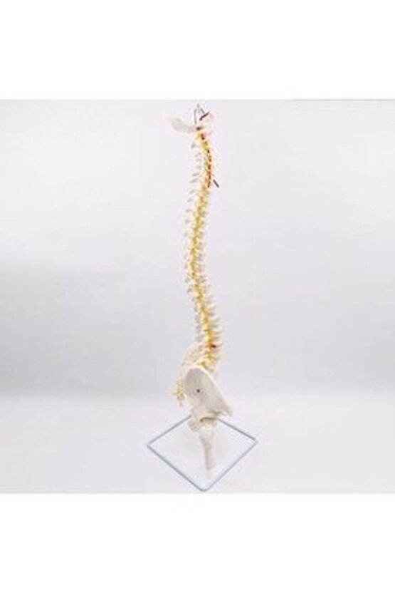 Omurga Maketi85 Cm Femurlu Model 16