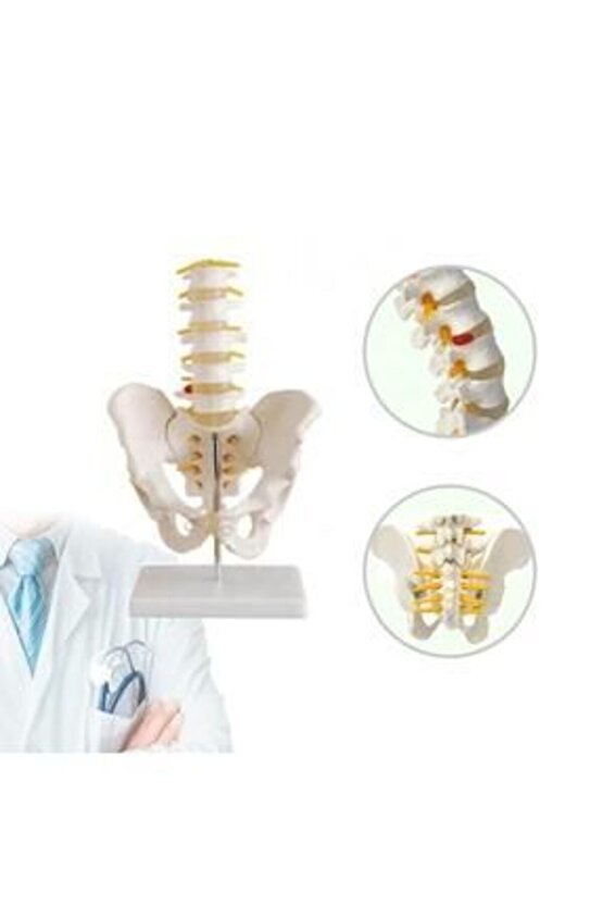 Omurga Pelvis MaketiModel 25