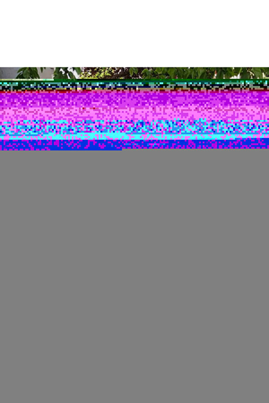 110CM Yükseklik X 600CM Genişlik Bambu Kamış Hasır Çit Dekoratif Bahçe Balkon ve Duvar Çiti .