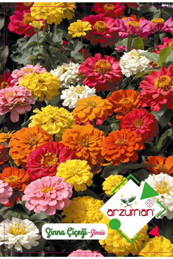 Zinna Çiçeği (30 Adet)
