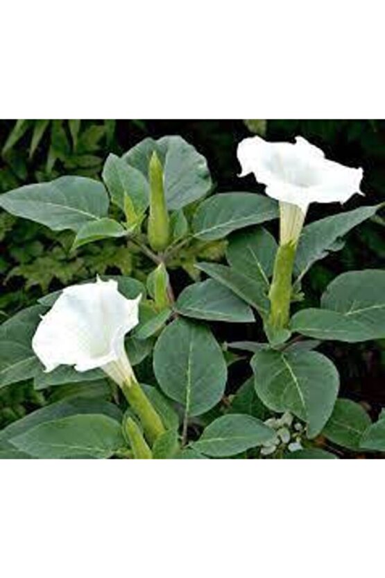 15 Adet Tohum Gece Güzeli Çiçek Tohumu