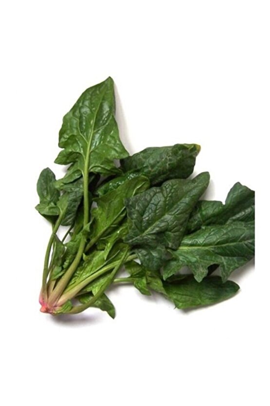 Matador Ispanak Tohumu - 1000 Adet