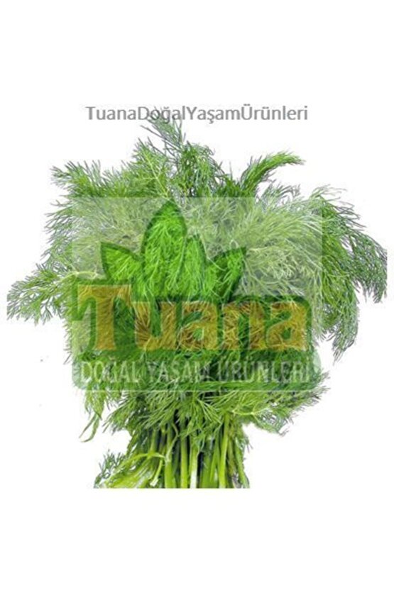 Dere Otu Tohumu - 2500 Adet