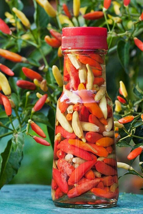 Tabasco Acı Biber Tohumu