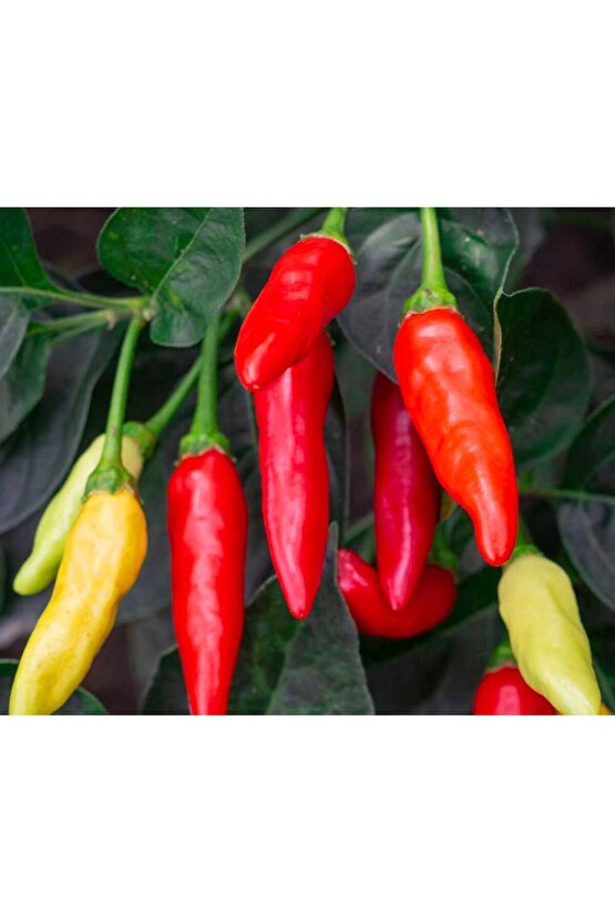 Tabasco acı biber tohumu