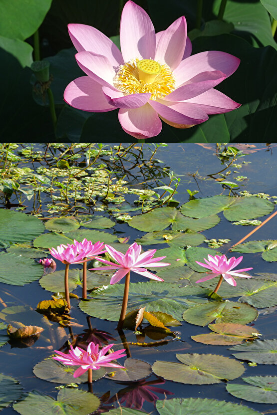Pembe kutsal lotus tohumu nelumbo nucifera (3 dev tohum)