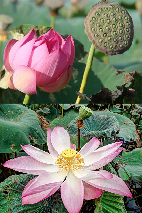 Pembe kutsal lotus tohumu nelumbo nucifera (3 dev tohum)
