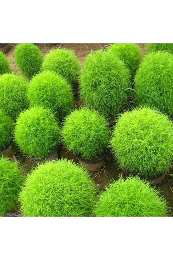 Süpürge Otu Tohumu (30 Adet)