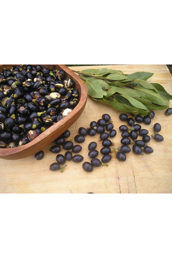 Defne Ağacı Tohumu 20 Adet