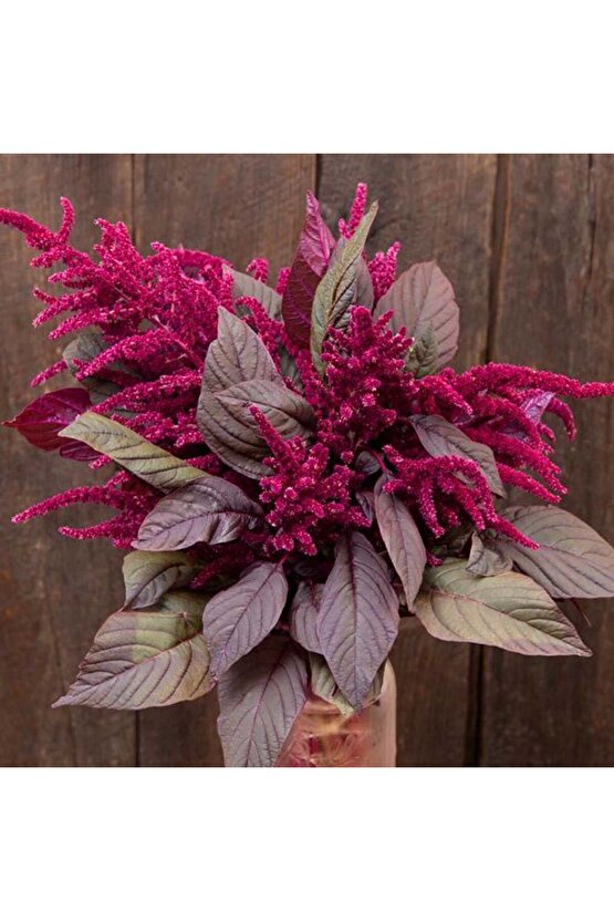 Kırmızı amaranth tohumu geleneksel şifalı amaranthus red garnet