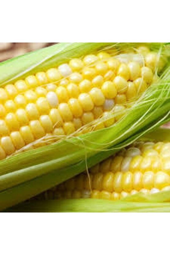 100 Adet Tohum Eko Paket Süt Mısırsüt Mısır Tohumu Darı Tohumu Mısır Tohumu