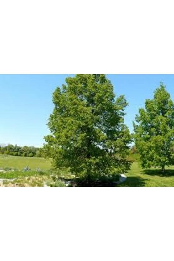 5 Adet Tohum Nadir Ihlamur Ağacı Tohumu Ihlamur Ağacı Sürpriz Hediye Tohumla Birlikte Gönderilir