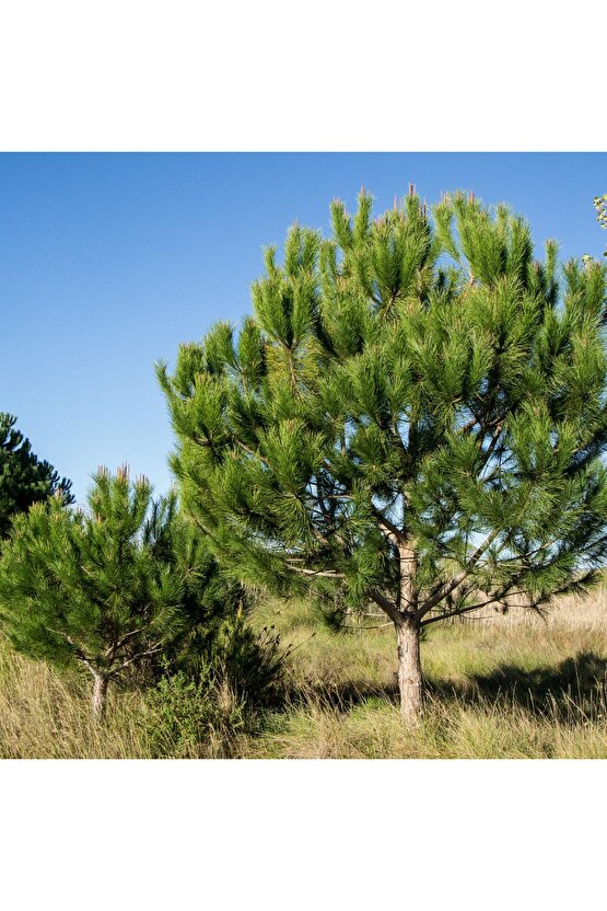10 adet fıstık çamı ağacı tohumu - kozak fıstık çamı