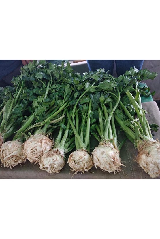 Yerli Kereviz Tohumu - açık tohum 20 gr