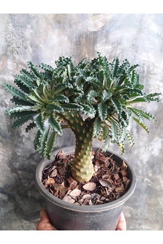 10 Adetlik Paketlerde Karışık Dorstenia Tohumları (horwodoii,crispa Yellow Spotted,foetida Ssp)