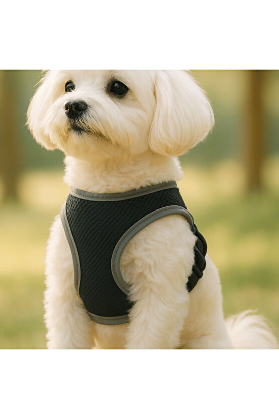 Köpek Göğüs Tasma Sevk Kayış Seti Sevk Kayışı Köpek Tasması Bundle Rahat Dayanıklı Nefes Alır File
