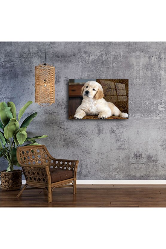 Yüksek parlaklıkta akrilik Golden Retriever yavrusu duvar tablosu