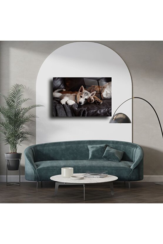 Gri Koltukta Uyuyan Sevimli Husky Yavrusu