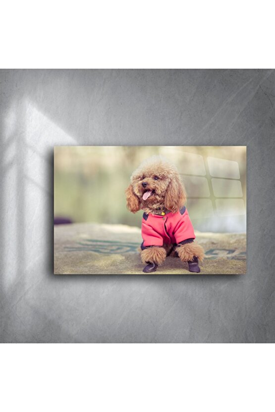 Sevimli Kahverengi Poodle Duvar Sanatı